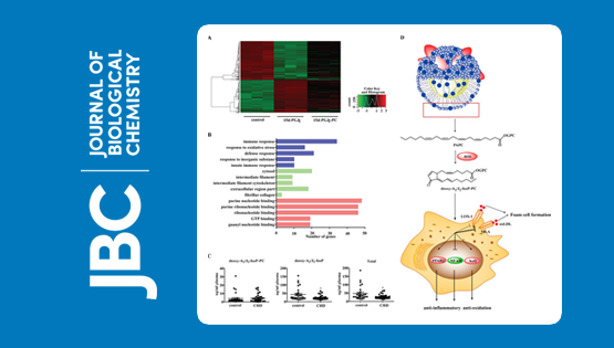 中國(guó)科學(xué)院上海營(yíng)養(yǎng)與健康研究院科研人員發(fā)現(xiàn)一類新的對(duì)動(dòng)脈粥樣硬化具有保護(hù)作用的磷脂氧化產(chǎn)物