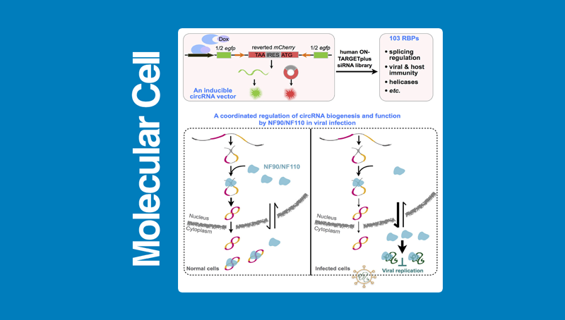 上海生科院(人口健康領(lǐng)域)科研人員合作發(fā)現(xiàn)NF90/NF110對(duì)環(huán)形RNA表達(dá)調(diào)控和功能作用的新機(jī)制
