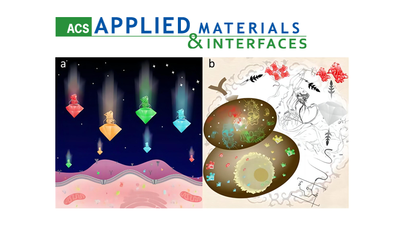 中國(guó)科學(xué)院上海營(yíng)養(yǎng)與健康研究院科研人員建立高效運(yùn)載胞內(nèi)蛋白質(zhì)的技術(shù)