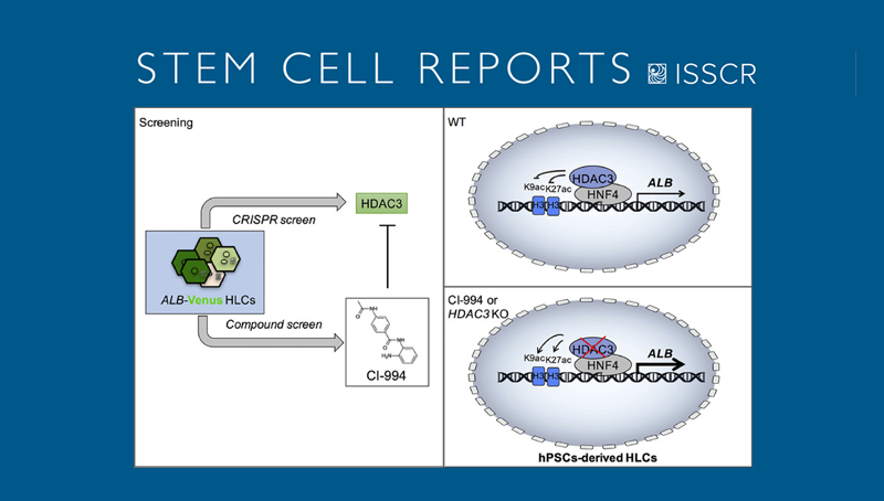 丁秋蓉與邵振研究組合作發(fā)現(xiàn)人多能干細胞肝向分化的關鍵調控因子
