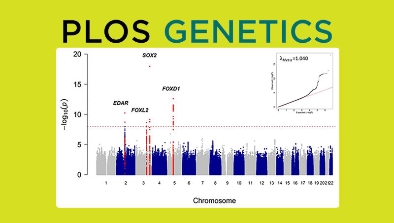 汪思佳研究組揭示影響眉毛濃密程度的遺傳機(jī)制