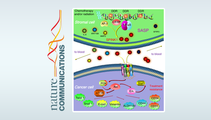 孫宇研究組發(fā)現(xiàn)微環(huán)境中衰老細胞導(dǎo)致臨床治療抵抗的新機制