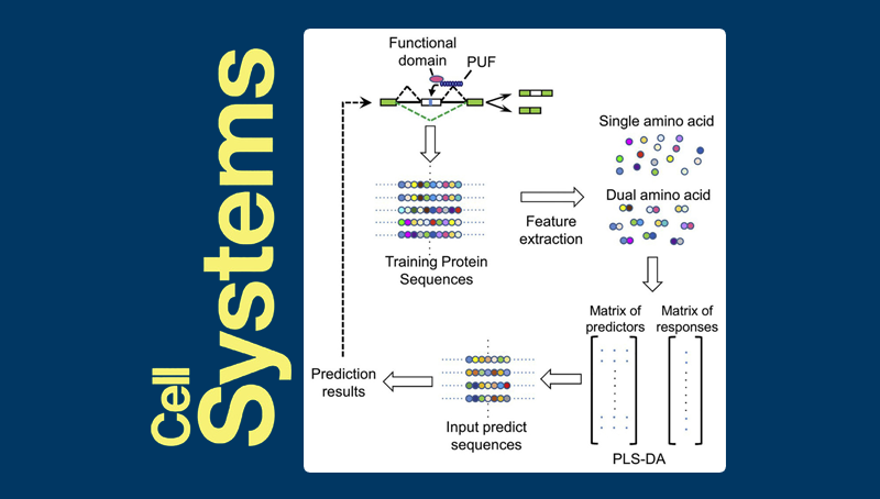 王澤峰研究組構(gòu)建RNA結(jié)合蛋白的剪接調(diào)控作用預(yù)測模型