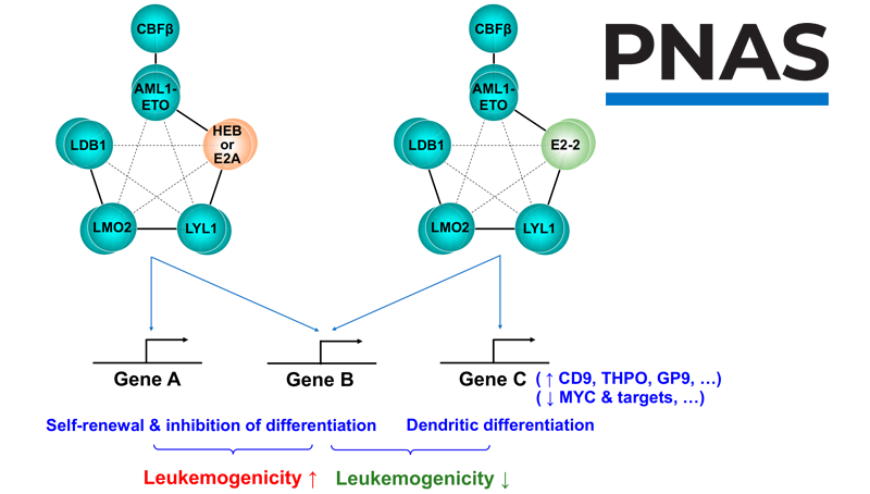 王蘭研究組合作發(fā)現(xiàn)E蛋白家族成員E2-2通過影響AETFC復(fù)合體負性調(diào)控白血病發(fā)生