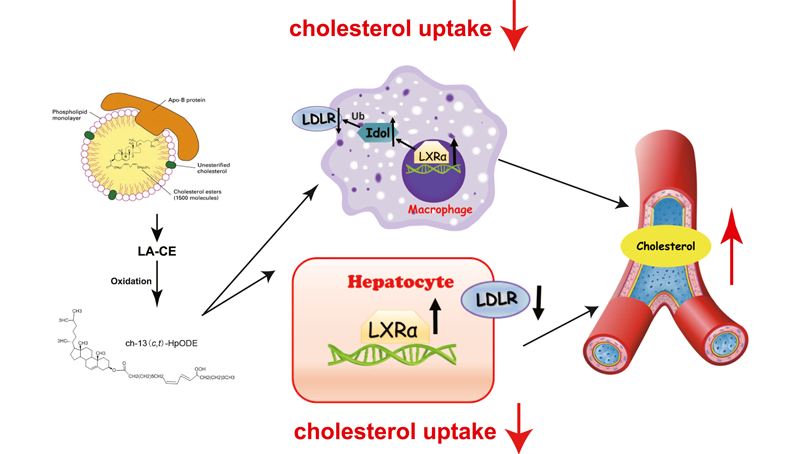 尹慧勇研究組發(fā)現(xiàn)內(nèi)源性膽固醇酯氧化產(chǎn)物影響膽固醇水平的新機(jī)制