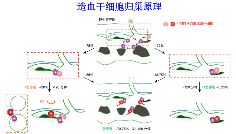 中國科學(xué)家首次揭秘新生造血干細胞在體歸巢全過程