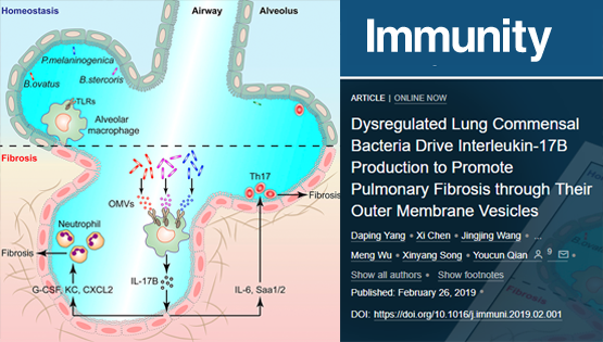 錢友存研究組發(fā)現(xiàn)紊亂的肺部微生態(tài)通過調(diào)控白介素-17B的表達促進肺纖維化病理發(fā)生新機制