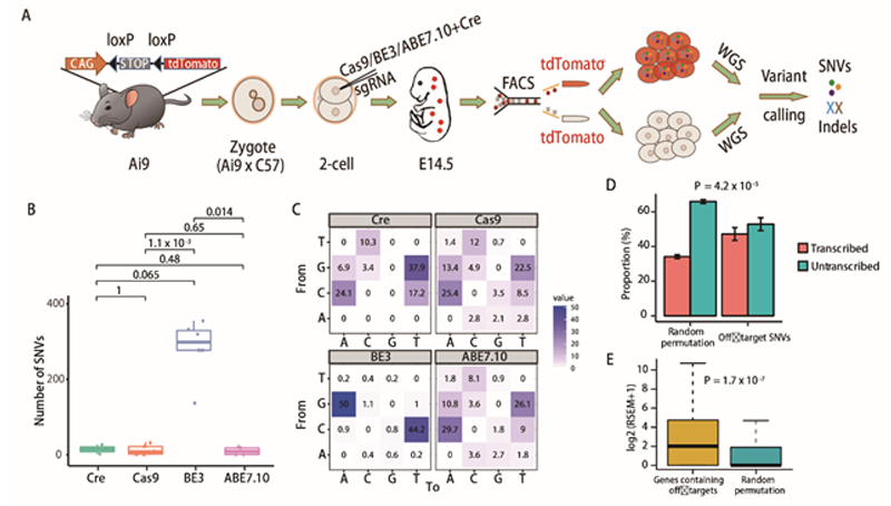 李亦學(xué)研究組合作研究發(fā)現(xiàn)讓脫靶無處隱藏的“GOTI”新型脫靶檢測技術(shù)