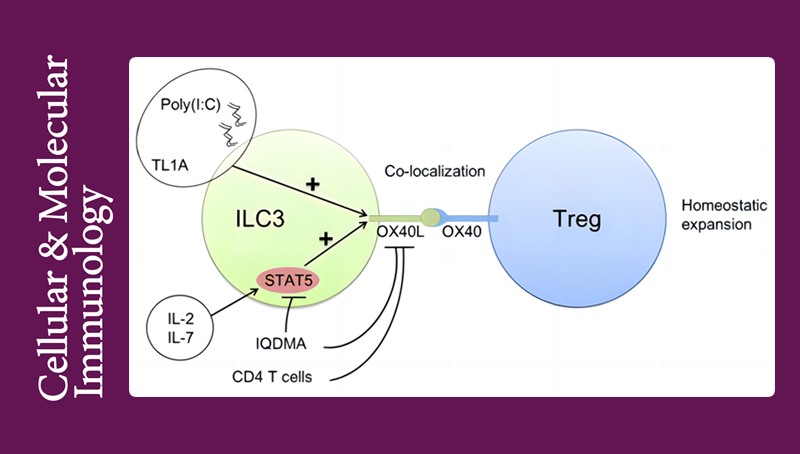 邱菊研究組發(fā)現(xiàn)ILC3來源的OX40L對腸道Treg穩(wěn)態(tài)維持的重要作用