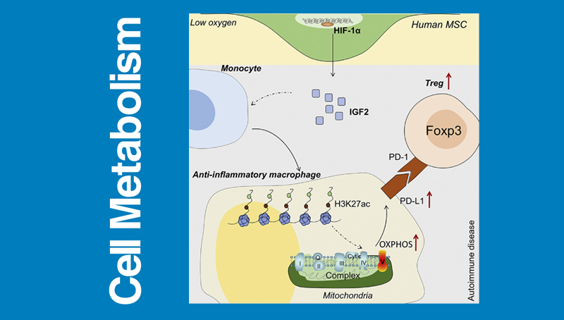 時玉舫/王瑩研究組發(fā)現(xiàn)間充質(zhì)干細胞治療自身免疫性疾病新機制