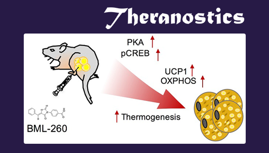 丁秋蓉研究組發(fā)現(xiàn)一種繞丹寧衍生物可調(diào)控脂肪產(chǎn)熱