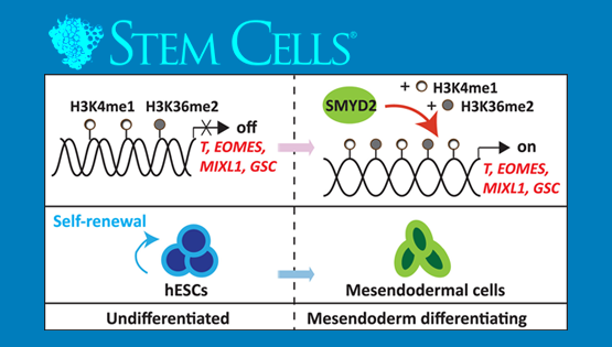 楊黃恬研究組揭示組蛋白甲基轉(zhuǎn)移酶SMYD2在調(diào)控人胚胎干細胞向中內(nèi)胚層分化過程中的新作用和機制