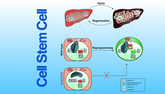 李亦學(xué)研究組合作揭示損傷再生中肝細胞可塑性的分子基礎(chǔ)
