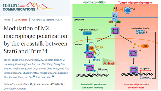 肖意傳組合作發(fā)現(xiàn)Stat6乙?；{(diào)控抗腫瘤免疫反應(yīng)的新機(jī)制