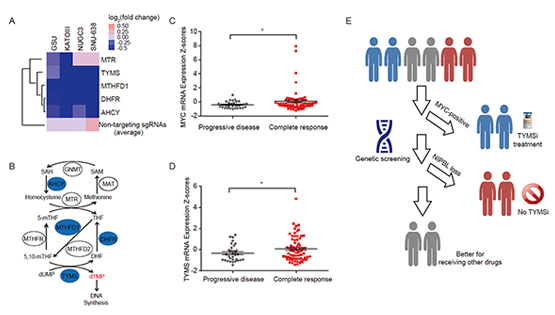郎靖瑜研究組揭示胸苷酸合成酶抑制劑藥物敏感性預(yù)測標(biāo)志物