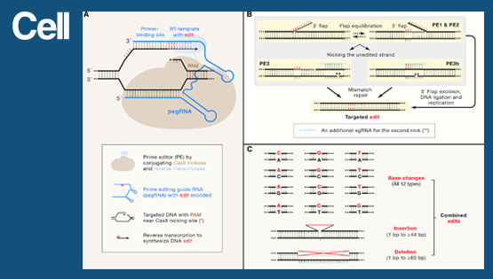 中國科學(xué)院上海營養(yǎng)與健康研究所楊力組與上?？萍即髮W(xué)合作伙伴在<em>Cell</em> 雜志發(fā)表專評論文