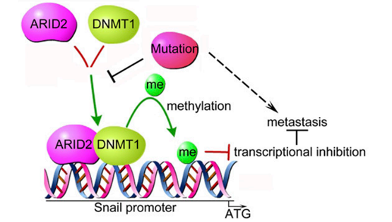 謝東研究組揭示ARID2調(diào)控肝癌轉(zhuǎn)移的新機制