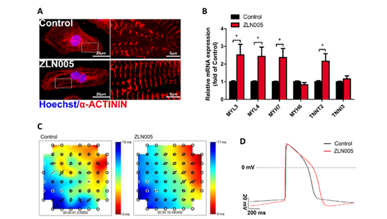 楊黃恬研究組合作發(fā)現(xiàn)小分子化合物ZLN005顯著促進(jìn)人胚胎干細(xì)胞源心肌細(xì)胞成熟