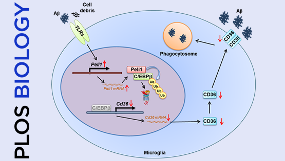 肖意傳研究組合作發(fā)現(xiàn)Peli1調(diào)控小膠質(zhì)細(xì)胞吞噬功能與AD病理的新機制