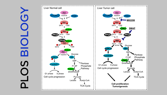 尹慧勇研究組發(fā)現(xiàn)果糖-1,6-二磷酸醛縮酶B調(diào)控肝癌Akt信號(hào)通路新機(jī)制