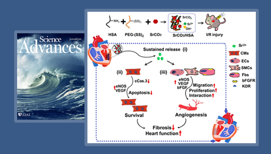 楊黃恬研究組合作發(fā)現(xiàn)活性鍶離子復(fù)合水凝膠促進心肌梗死心臟修復(fù)的新作用
