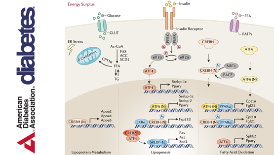李于研究組發(fā)表轉(zhuǎn)錄因子ATF/CREB蛋白家族調(diào)控肝臟糖脂代謝與細(xì)胞生長(zhǎng)的綜述論文