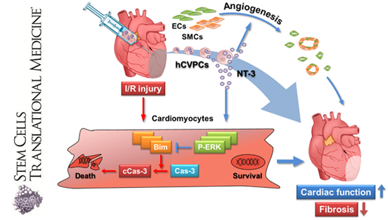 楊黃恬團隊揭示人胚胎干細(xì)胞源心血管前體細(xì)胞及其分泌因子促進缺血/再灌損傷心肌修復(fù)的新機制