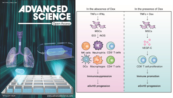 營養(yǎng)與健康所王瑩、時玉舫研究組發(fā)現(xiàn)糖皮質(zhì)激素干擾MSCs免疫抑制功能的新機制