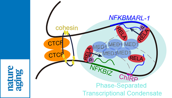 營養(yǎng)與健康所韓敬東研究組揭示衰老相關(guān)lncRNAs進(jìn)化保守并參與NFκB信號通路調(diào)控