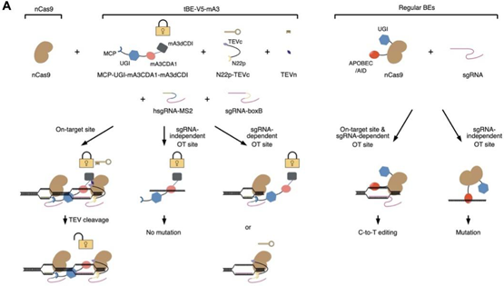 營養(yǎng)與健康所楊力研究組合作開發(fā)高精準(zhǔn)的變形式堿基編輯新系統(tǒng)
