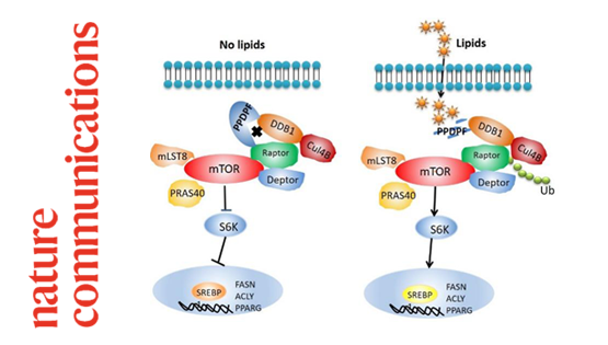 營(yíng)養(yǎng)與健康所謝東研究組發(fā)現(xiàn)胰腺前體細(xì)胞分化與增殖因子PPDPF調(diào)控非酒精性脂肪肝病發(fā)生發(fā)展的作用和機(jī)制