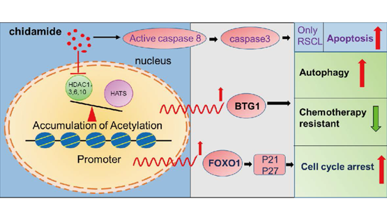 營養(yǎng)與健康所王蘭研究組合作發(fā)現(xiàn)西達(dá)本胺通過BTG1介導(dǎo)的自噬逆轉(zhuǎn)復(fù)發(fā)/難治B細(xì)胞淋巴瘤的化療耐藥