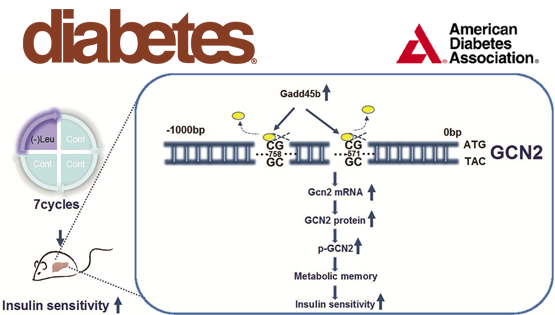 營養(yǎng)與健康所郭非凡研究組發(fā)現(xiàn)間歇性亮氨酸缺乏持久改善胰島素抵抗的新作用與機制