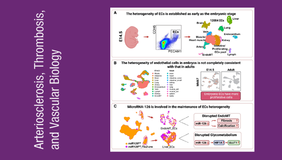 營養(yǎng)與健康所荊清研究組揭示血管內(nèi)皮細(xì)胞時(shí)空異質(zhì)性和MicroRNA-126維持內(nèi)皮細(xì)胞異質(zhì)性穩(wěn)態(tài)的作用機(jī)制