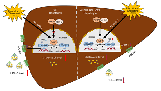 營養(yǎng)與健康所尹慧勇研究組發(fā)現(xiàn)乙醛脫氫酶2調(diào)控高密度脂蛋白代謝新機制