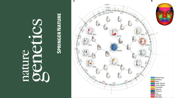 復(fù)旦大學(xué)、中科院團(tuán)隊最新成果：揭示東亞面部獨(dú)特性遺傳進(jìn)化機(jī)制