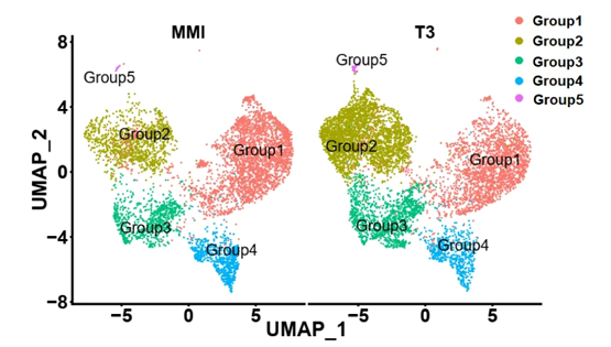 營養(yǎng)與健康研究所應(yīng)浩研究組揭示甲狀腺激素促進棕色脂肪祖細胞的細胞狀態(tài)轉(zhuǎn)變和細胞周期進程的機制
