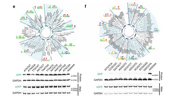營養(yǎng)與健康所王澤峰研究組發(fā)現(xiàn)環(huán)形RNA中廣泛存在驅(qū)動翻譯的短序列元件