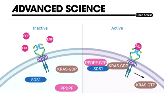 營養(yǎng)與健康所謝東研究組揭示PPDPF調(diào)控胰腺導(dǎo)管腺癌的新機制