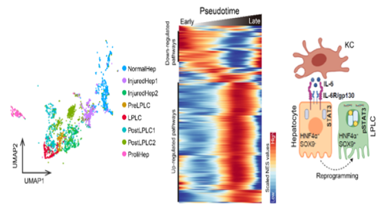 營養(yǎng)與健康所李虹研究組合作挖掘單細(xì)胞圖譜發(fā)現(xiàn)巨噬細(xì)胞調(diào)控肝細(xì)胞去分化的機(jī)制