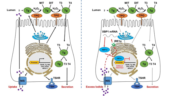 營養(yǎng)與健康所應(yīng)浩研究組發(fā)現(xiàn)碘過量抑制甲狀腺激素合成的新機制