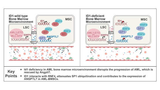 營養(yǎng)與健康所王蘭研究組揭示骨髓微環(huán)境中ID1調(diào)控急性髓系白血病起始與進展的新機制