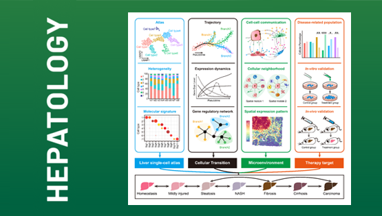 營養(yǎng)與健康所李虹研究組發(fā)表綜述：單細(xì)胞及空間組學(xué)技術(shù)在肝臟領(lǐng)域的應(yīng)用