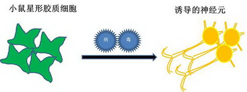 膠質(zhì)細胞變形記