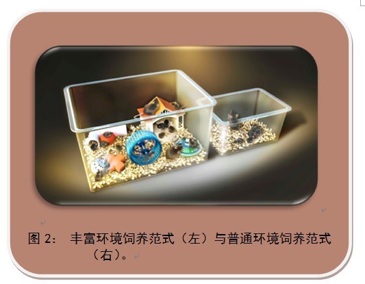 自然感覺刺激對(duì)腦發(fā)育的影響