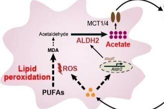 癌細(xì)胞的代謝“策反” | 科技前線