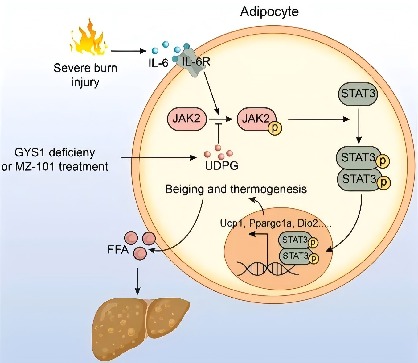 科研人員找到燒傷后的代謝失控“剎車” | 科技前線