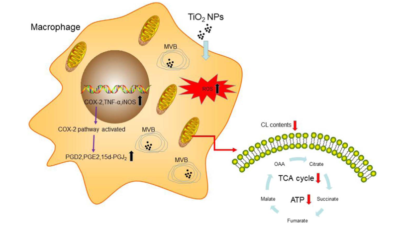 尹慧勇研究組發(fā)現(xiàn)二氧化鈦納米顆粒影響巨噬細胞功能和免疫反應的新機制