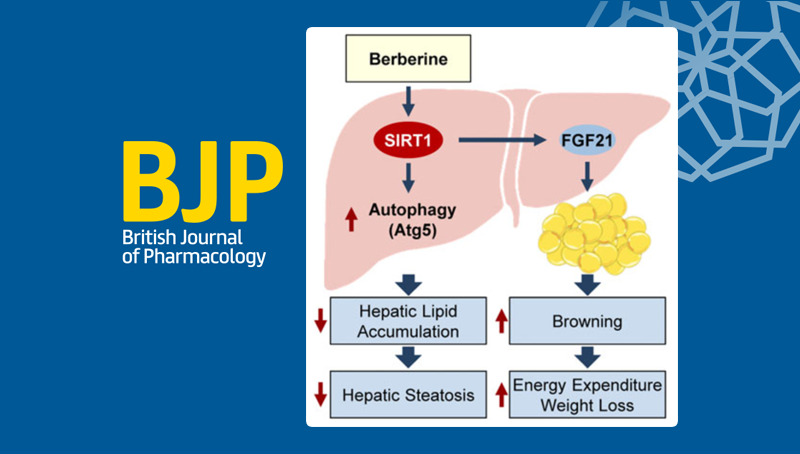 中國科學(xué)院上海營養(yǎng)與健康研究院研究人員發(fā)現(xiàn)黃連中活性成分小檗堿改善脂肪肝和肥胖的新機制