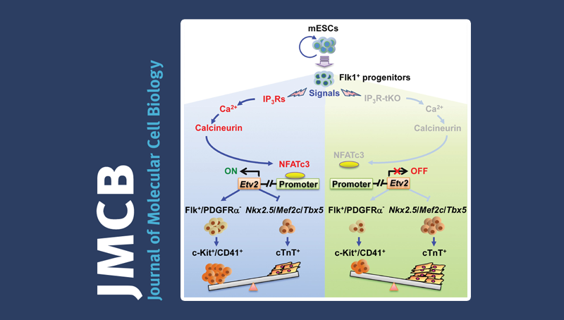 中國科學(xué)院上海營養(yǎng)與健康研究院科研人員揭示內(nèi)質(zhì)網(wǎng)鈣離子通道三磷酸肌醇受體（IP<sub>3</sub>Rs）在胚胎干細胞向造血和心肌譜系命運抉擇中的反向調(diào)控作用及分子機制